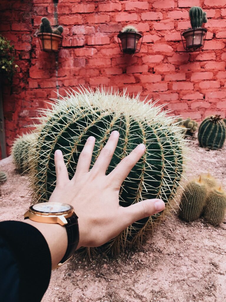 Huge! Cactus; OMG!